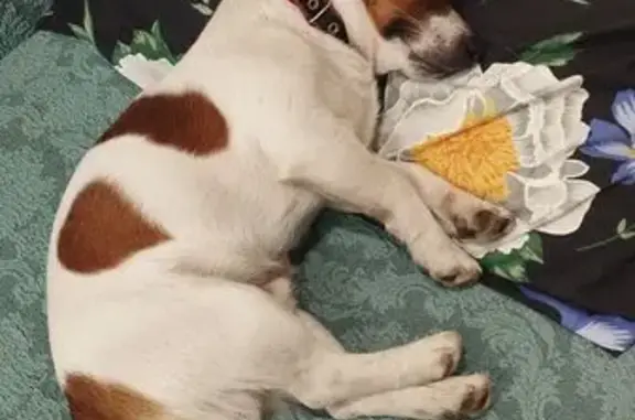 Собаки потеряшки, Казань, фото: Потеряшка собака, Баки Урманче 8, Казань