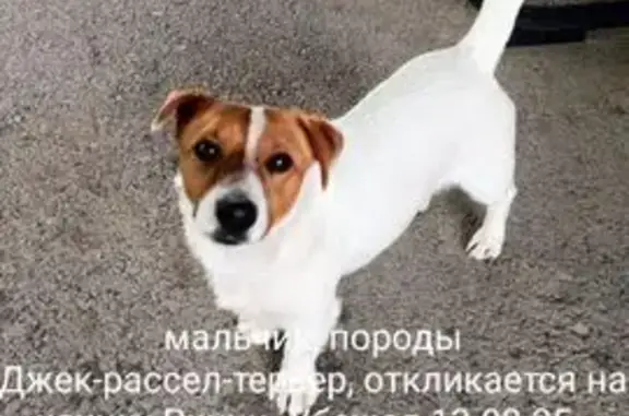 Пропала собака, Союзный пер., 97А, Романовская