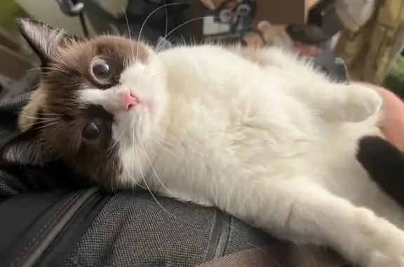 Пропала кошка на ул. Лебедева, 105, Томск