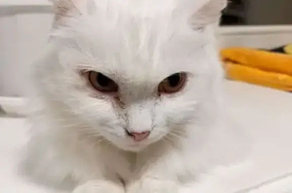 Найдена кошка, Домодедово, фото: Кошка найдена, Речная ул., 14/1, Домодедово