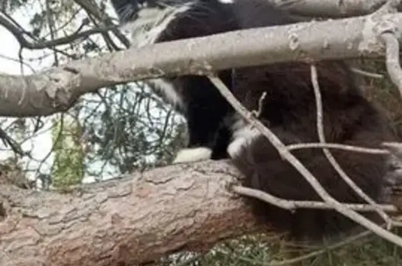 Пропал кот, Степная 33, Ессентукская