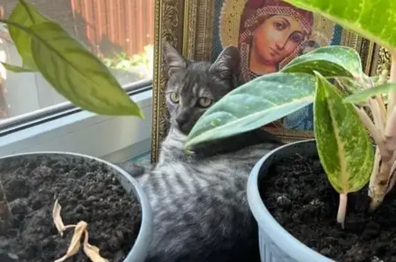 Кошки потеряшки, Ставрополь, фото: Потеряшка кошка, Архангельская ул., Ставрополь