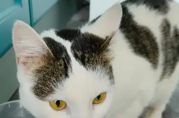 Кошка найдена на Миклухо-Маклая, д. 39