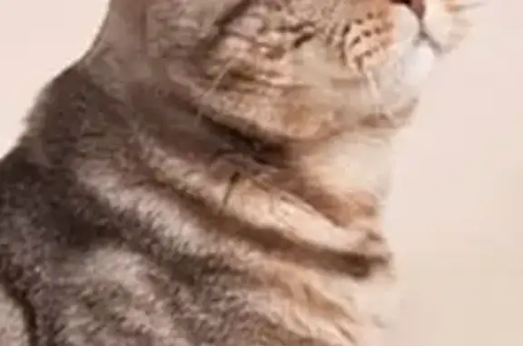 Кошка найдена: Уваровский пер., 10, Москва