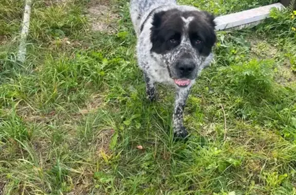 Найдена собака, , фото: Алабай найден в пос. им. Кирова, Татарстан