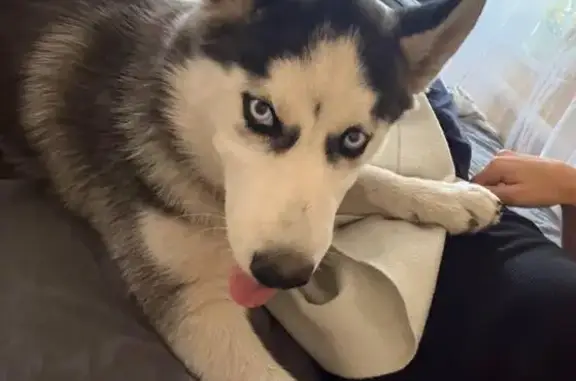 Пропала хаски Рада в Новороссийске!