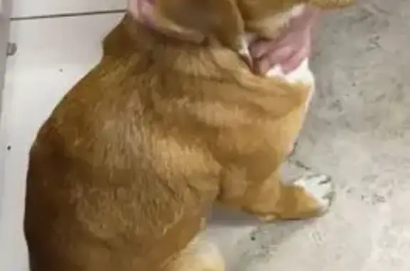 Пропала собака, Юношеская улица, Липецк