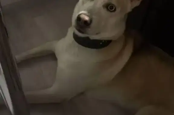 Собака найдена в Косино-Ухтомском, Москва