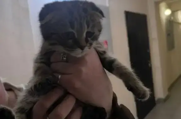 Найдена кошка, ул. Куйбышева 5Г, Владимир