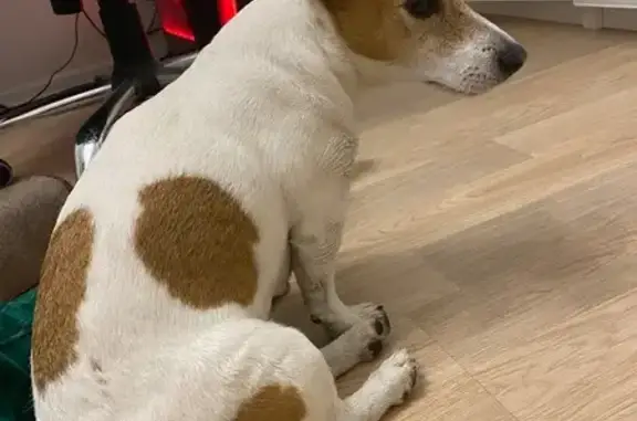 Найдена собака, Москва, фото: Найдена собака: Ясеневая ул., 12 к1, Москва