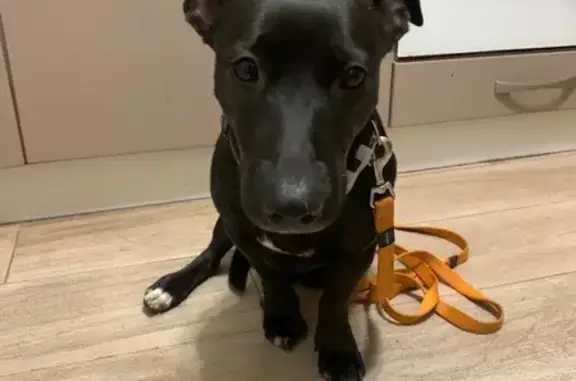 Собака найдена на Московской, 65/1, Калуга