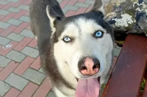 Пропала собака, ул. Подгорная, Мурманск