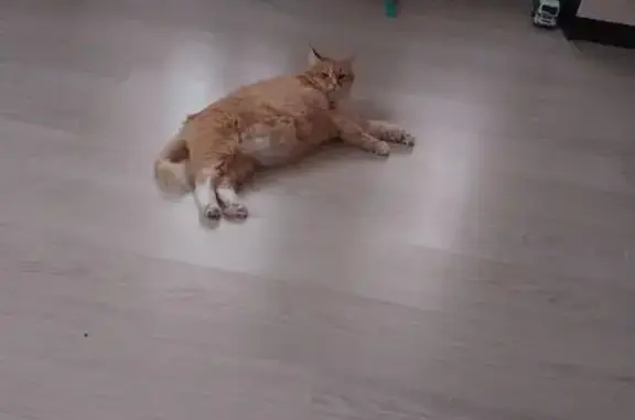 Кошки потеряшки, Уфа, фото: Потеряшка кошка у СДЮСШОР, Уфа