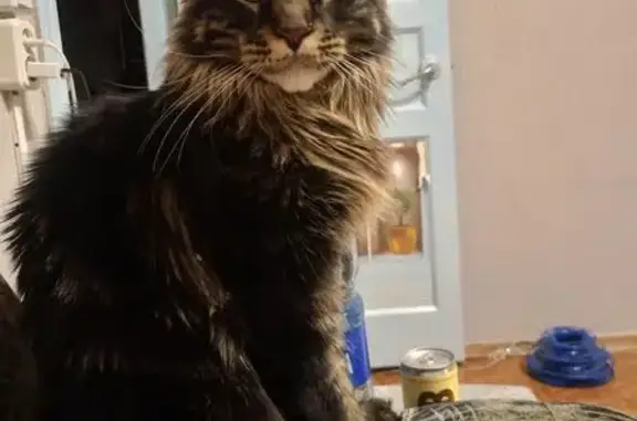 Кошки потеряшки, Гатчина, фото: Потеряшка кошка, Радищева 5А, Гатчина