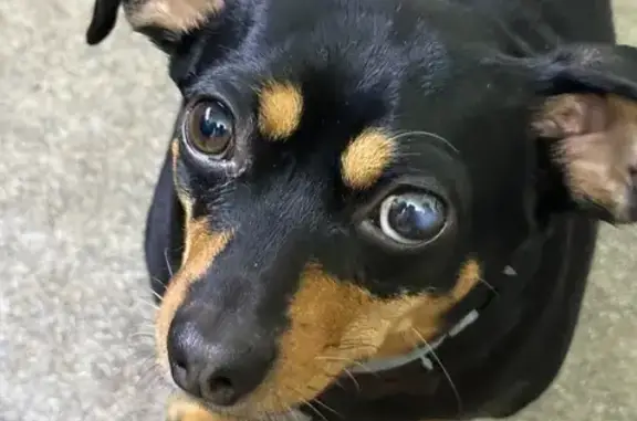 Собаки потеряшки, Репино, фото: Потеряшка Чарли, Репино, ул. Набережная