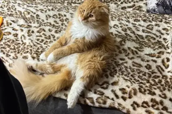 Пропала рыжая кошка, Октябрьский пер., 42