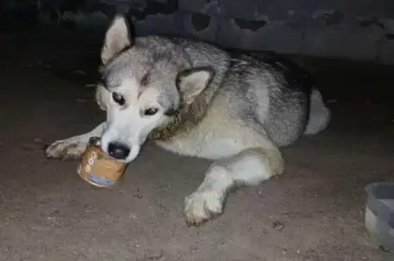 Найденные животные Гатчина, фото: Маламут на Чкалова, Гатчина найден.