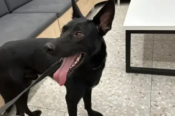 Найдена собака, Санкт-Петербург, фото: Найдена собака, ул. Казакова, СПб