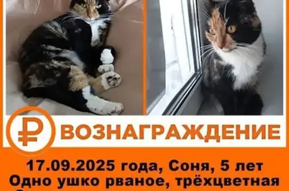 Пропала кошка, Пушкинская 22, Павловск