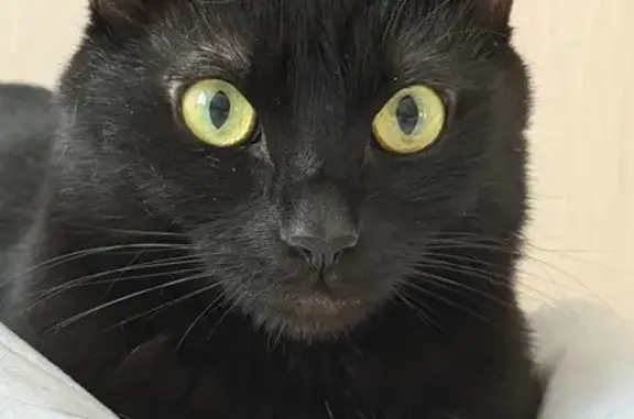 Пропал кот, Московская обл.