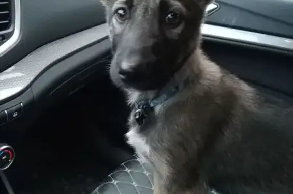 Найдена собака, Богашево, фото: Щенок найден на ул. Мира, Богашёво