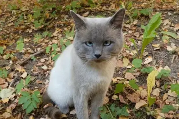 Пропал котик, ул. Голованова 71, НН