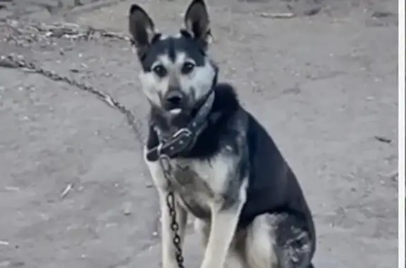 Пропала собака в Зудилово, Алтайский край