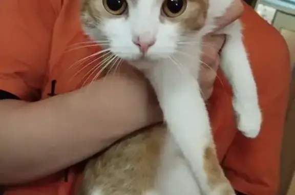 Найденные животные Вологда, фото: Кошка найдена: Петрозаводская 16Б, Вологда