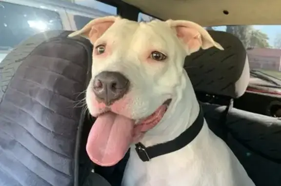 Найденные животные Изобильный, фото: Стаффордшир найден: Зелёная ул., 9, Изобильный