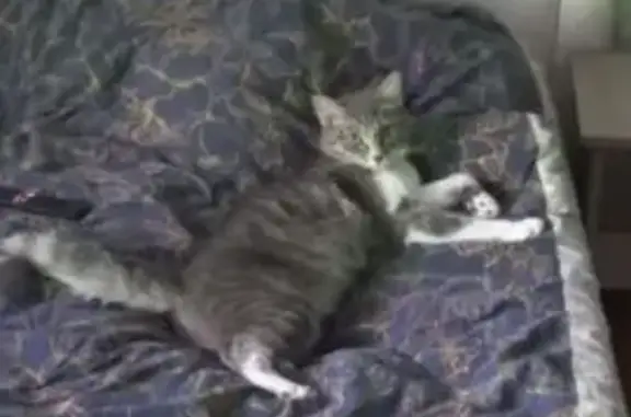 Пропал кот, ул. Наймушина, 42, Братск