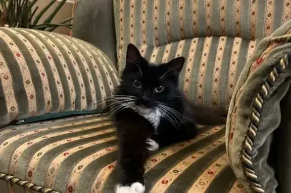 Найденные животные Петрозаводск, фото: Кошка найдена у поликлиники, Ровио 14