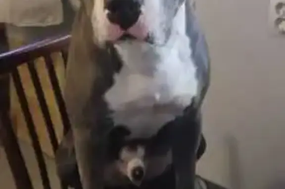 Пропала собака на ул. 9-го Января, 12