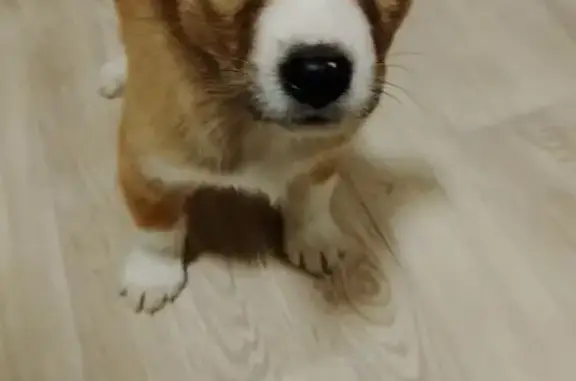 Найдена собака, Якутск, фото: Найдена собака, Беринга 38, Якутск