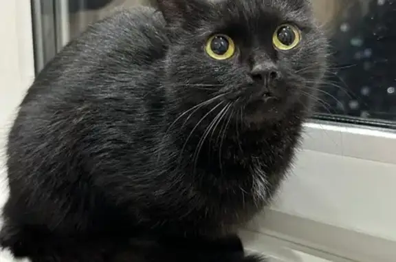 Найдена кошка, Оренбург, фото: Кошка найдена: Салмышская 65, Оренбург