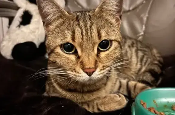 Найдена кошка, Челябинск, фото: Кошка найдена: пр. Победы, 314, Челябинск