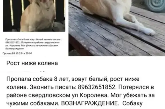 Пропала собака, ул. Королёва, Красноярск