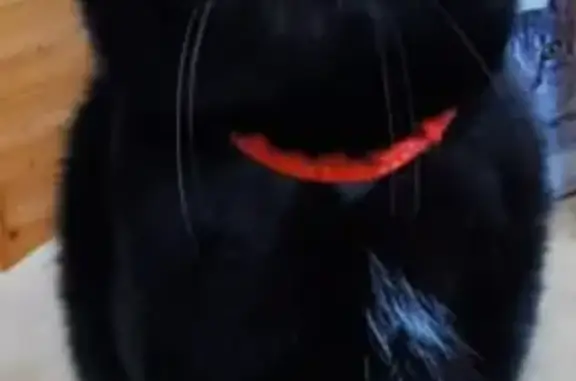 Пропала кошка, Дунай, СНТ Баррикада