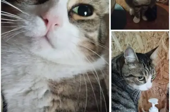 Кошки потеряшки, Томск, фото: Потеряшка кошка, Трудовая ул., Томск