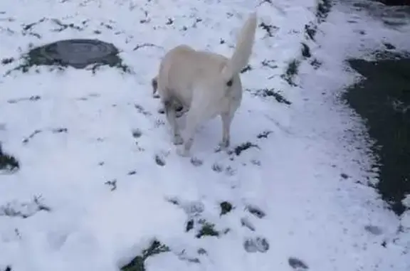 Лабрадор найден: ул. Малахова, 120А, Барнаул