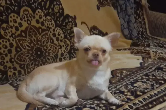 Пропала чихуахуа, Тюменская ул., Владивосток