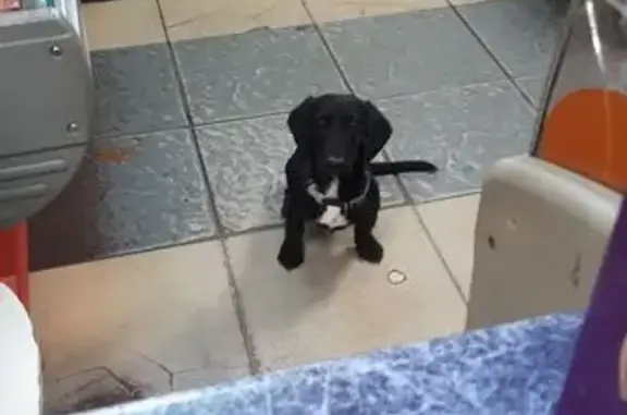 Найдена собака, Барнаул, фото: Такса найдена, ул. Анатолия 156, Барнаул