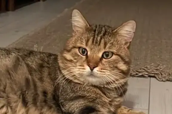 Пропала кошка, Екатеринбург, Свердл. обл.