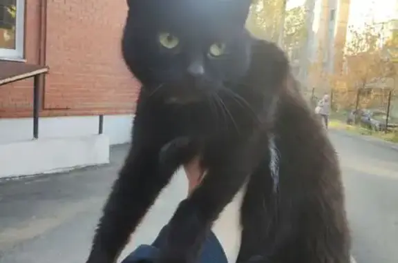 Найдена кошка, Челябинск, фото: Кошка найдена: Медгородок, 6Б, Челябинск