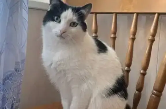 Пропала кошка, СНТ Русь, 10 улица