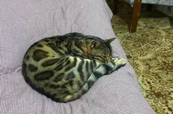 Кошки потеряшки, Кострома, фото: Потеряшка кошка, Кострома, ул. 34