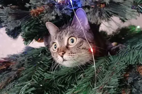 Кошки потеряшки, Хабаровск, фото: Потеряшка кошка, Брестская 44, Хабаровск