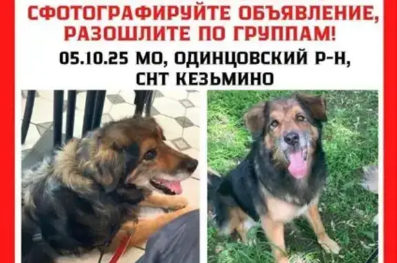 Собаки потеряшки, Московская область, фото: Потеряшка собака, Кезьмино, МО