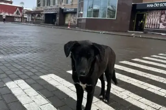 Найдена собака у ЦУМа, пр. Ленина 121, Томск