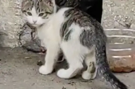 Найдена кошка, Самара, фото: Кошка найдена: ул. Н. Панова, 36, Самара