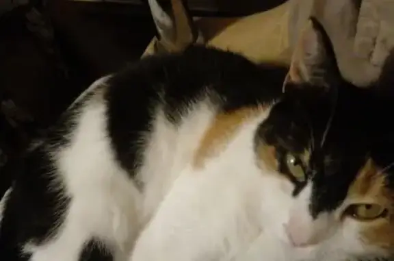 Кошки потеряшки, Петрозаводск, фото: Потеряшка кошка, Олонецкая ул. 25, Петрозаводск